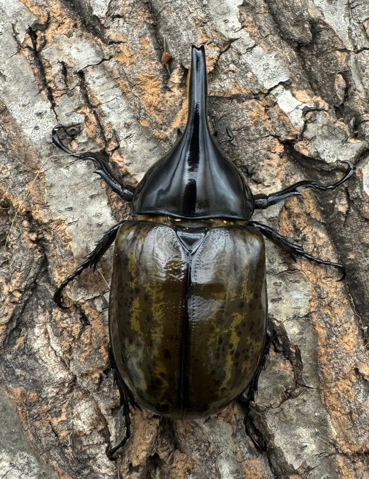 《マヤシロカブト 79mm ペア》