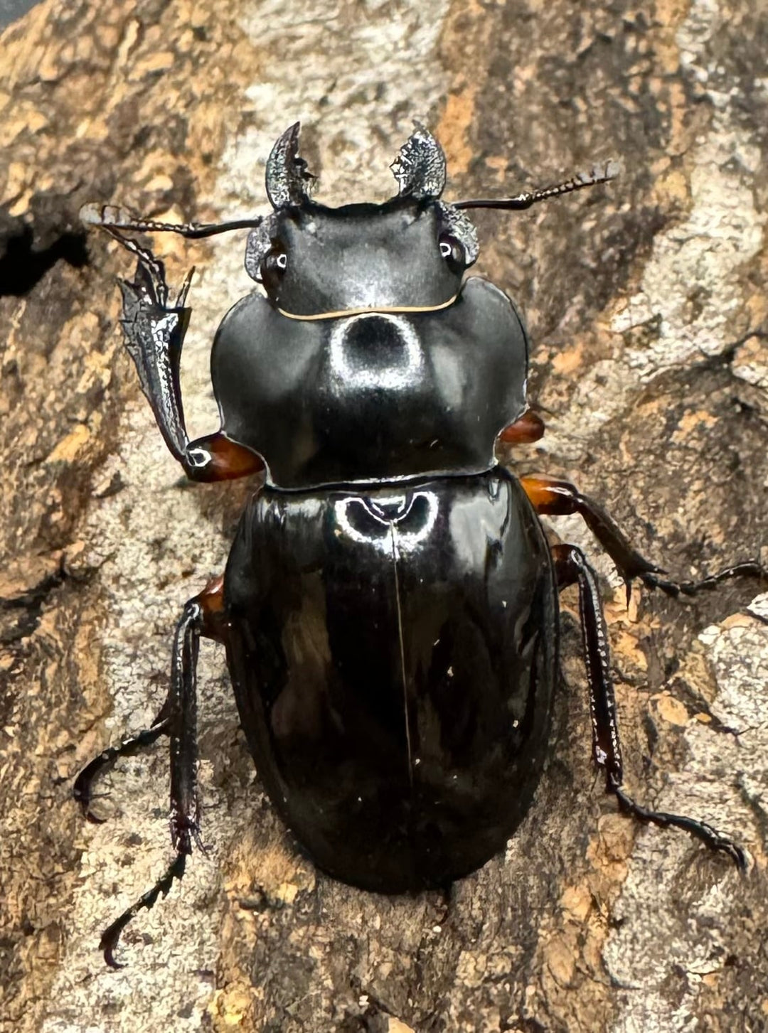 【WD】《インペリアリスツヤ亜種komorii 60mm ペア》