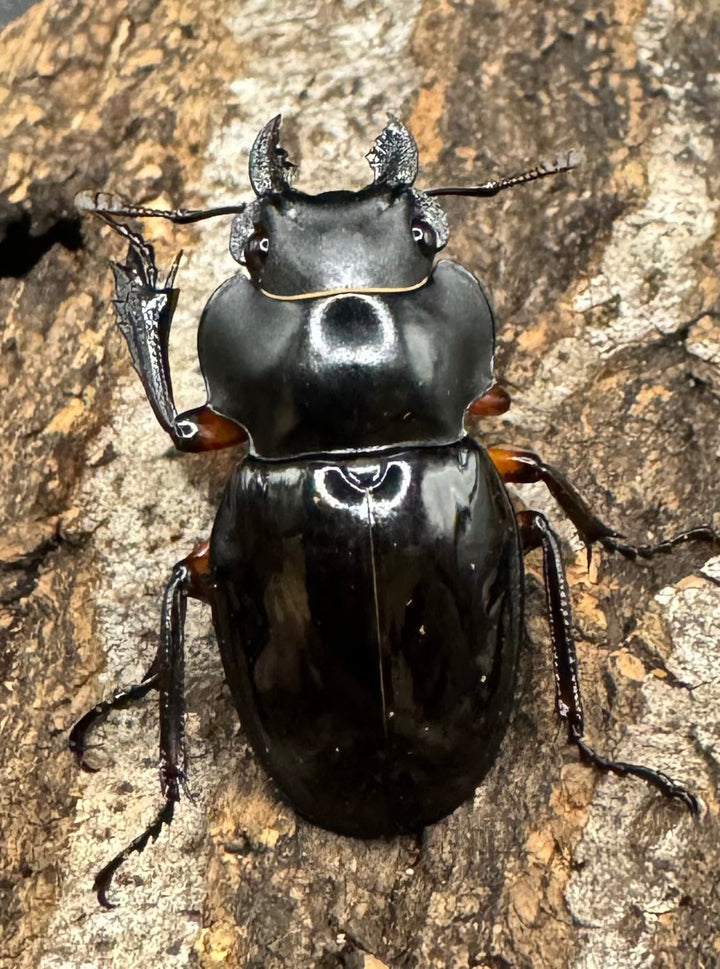 【WD】《インペリアリスツヤ亜種komorii 60mm ペア》