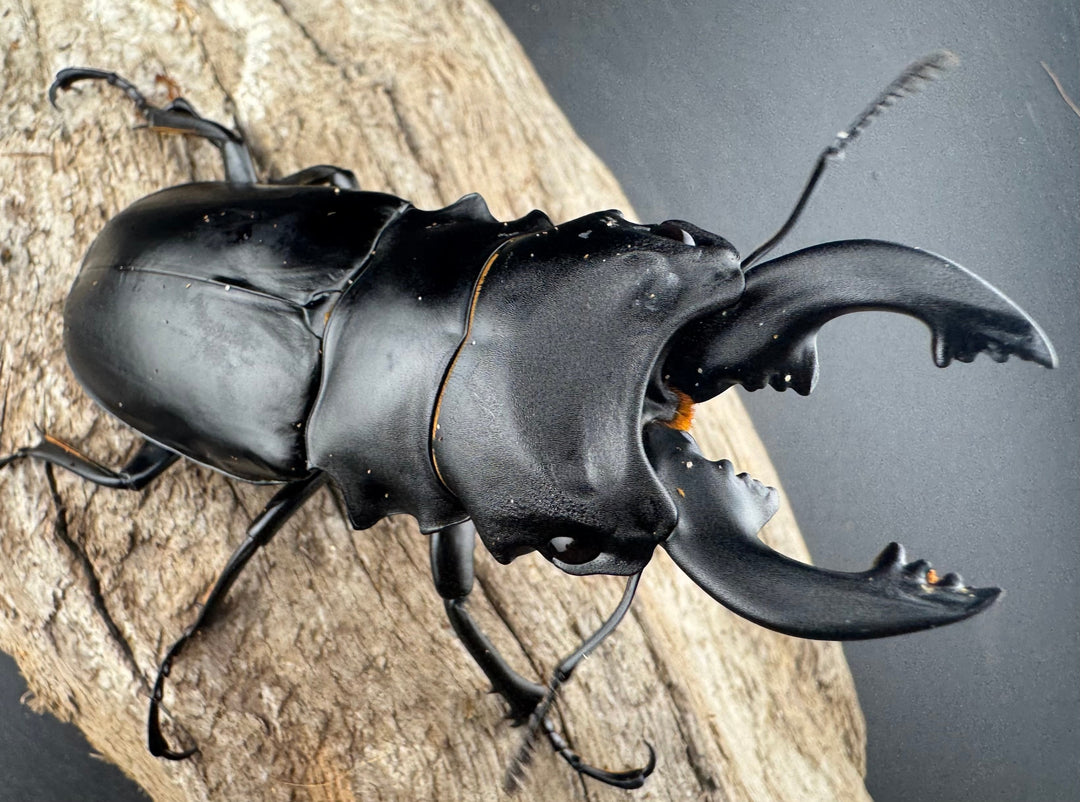 【WD】《ミンダナオアルケスツヤクワガタ 82.5mm ペア》