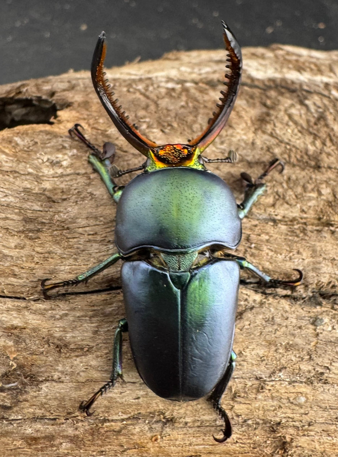 《パプアキンイロクワガタ 38mm ペア》
