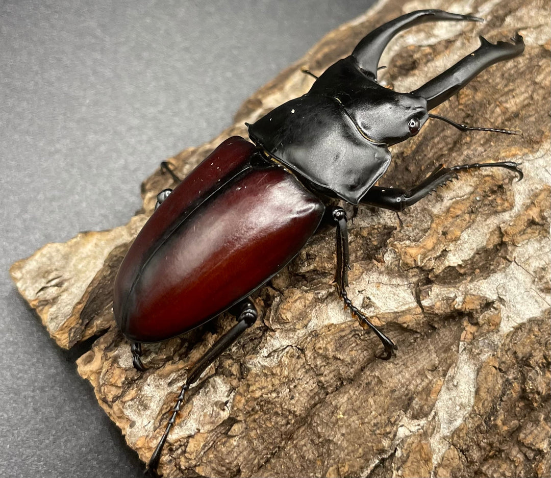 【WD】《雲南産ドンキエルコクワ原名亜種 73mm ペア》