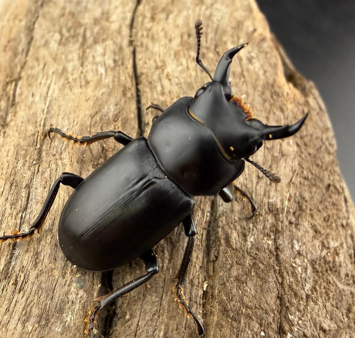 【WF3】《ウーコクワガタ 25mm B品ペア 》