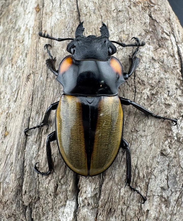 【WD】《ラコダールツヤクワガタ 80mm ペア》