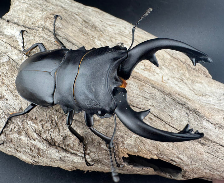 【WD】《アルケスツヤクワガタ 86.5mm ペア》