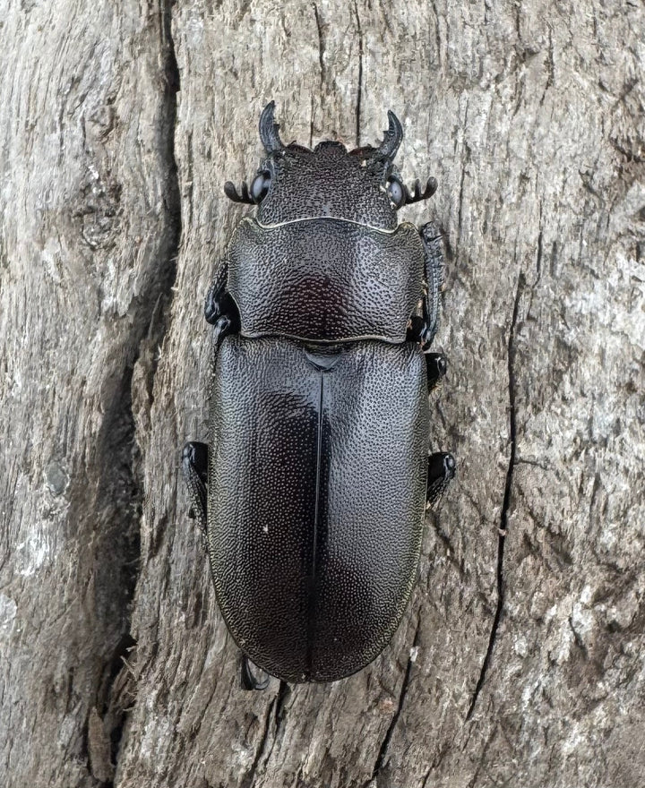 【WD】《メタリフェルホソアカ亜種finae 84.5mm ペア》