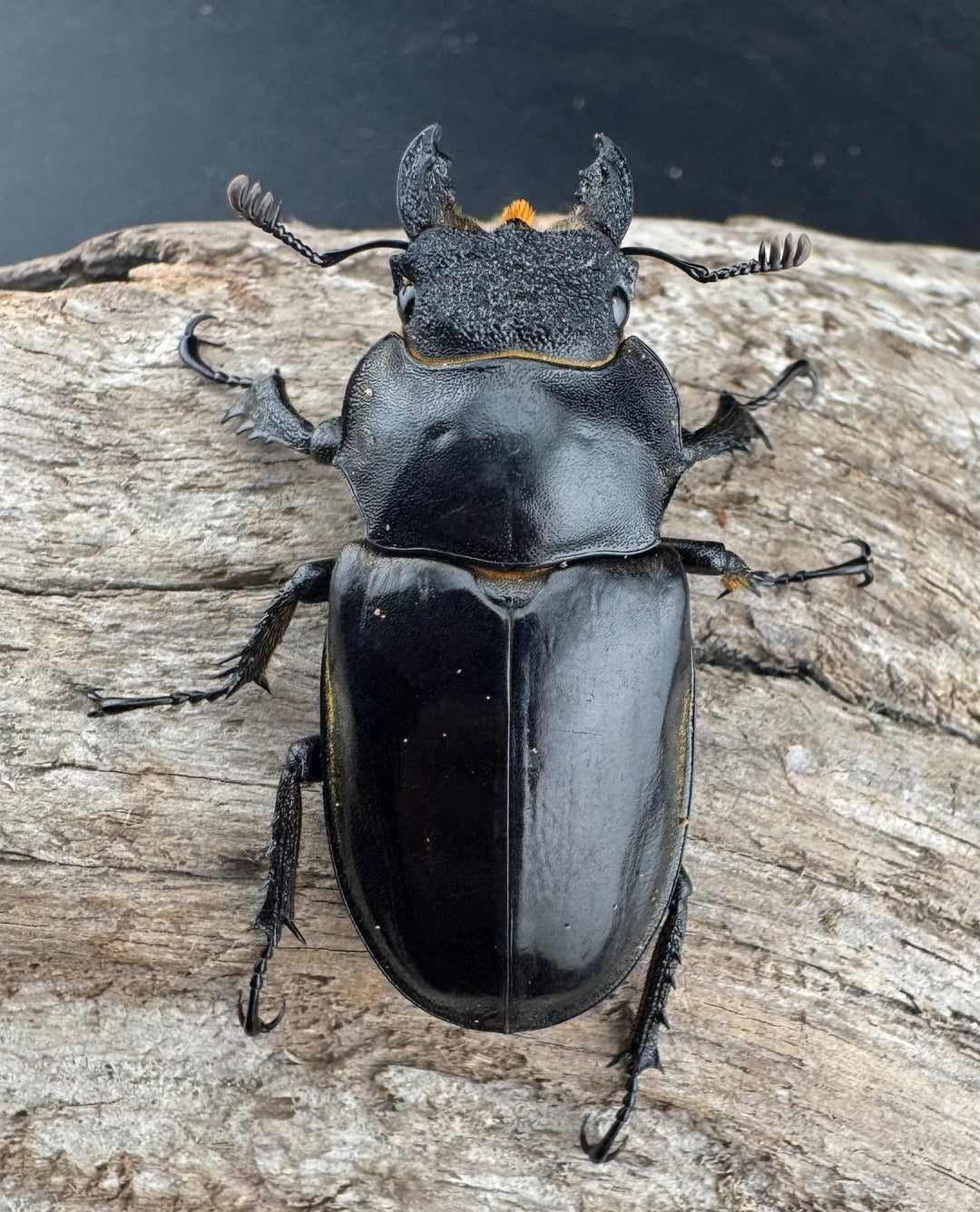 【WD】《セリケウスミヤマ ssp. 64mm ペア》