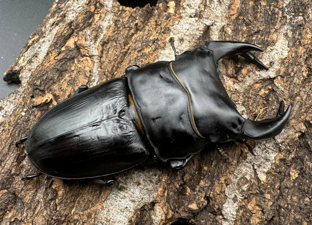 《ホペイオオクワ G 74mm ペア》