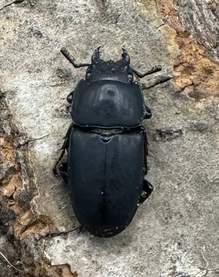 【WF2】《メタドルクス ロトゥンダトゥス ペア+♂1頭おまけ》②