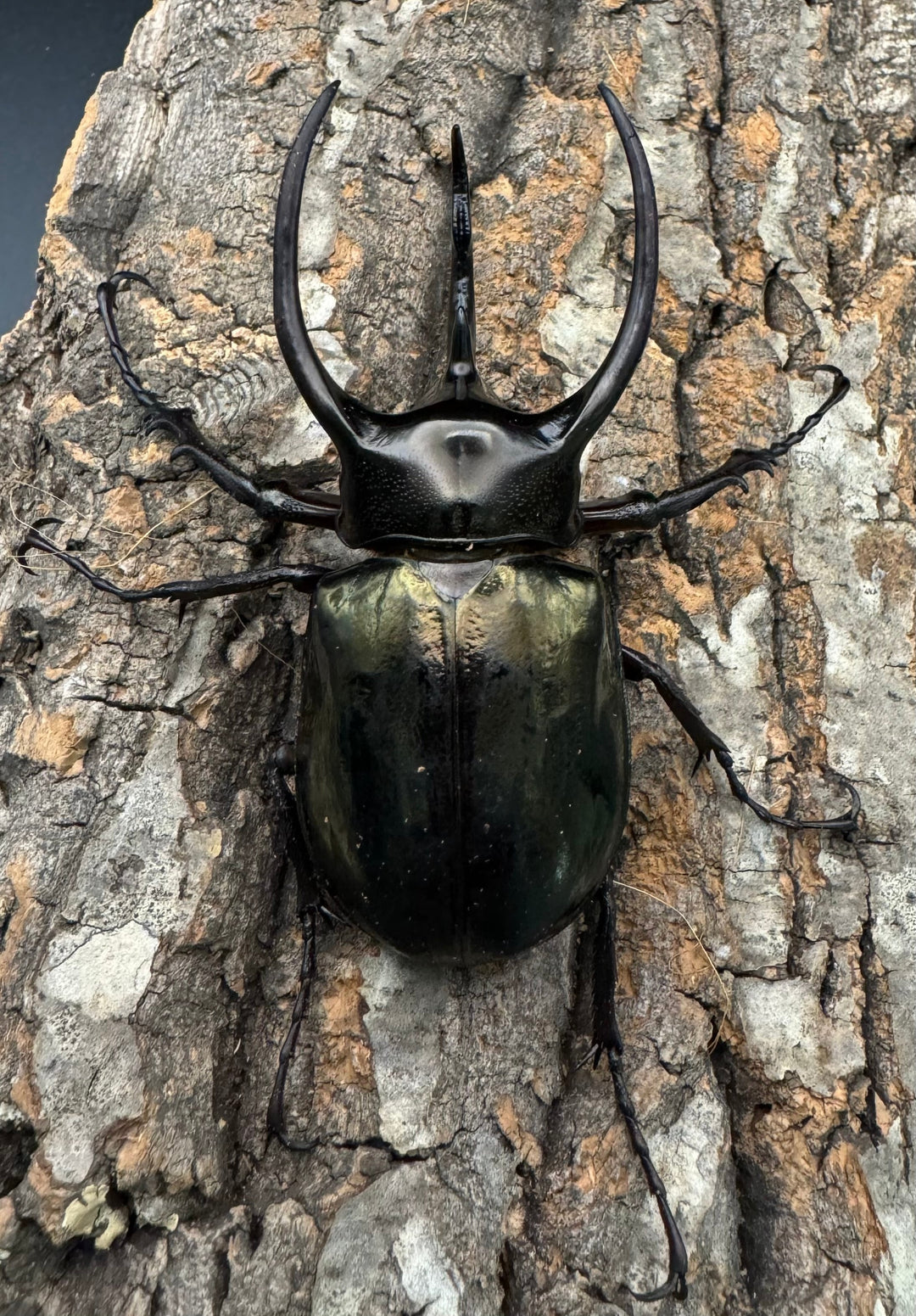 【WD】特別特価《ミンダナオアトラスオオカブト 80mmUP ペア》