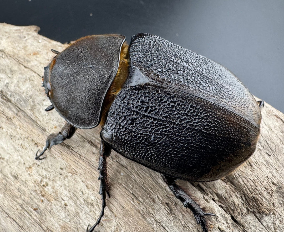 【WD】《ヘラクレス・リッキー コロンビア産 68.5mm ♀単》