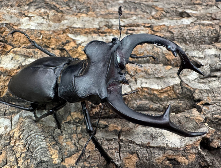 《アクベシアヌスミヤマ 84mm ペア》