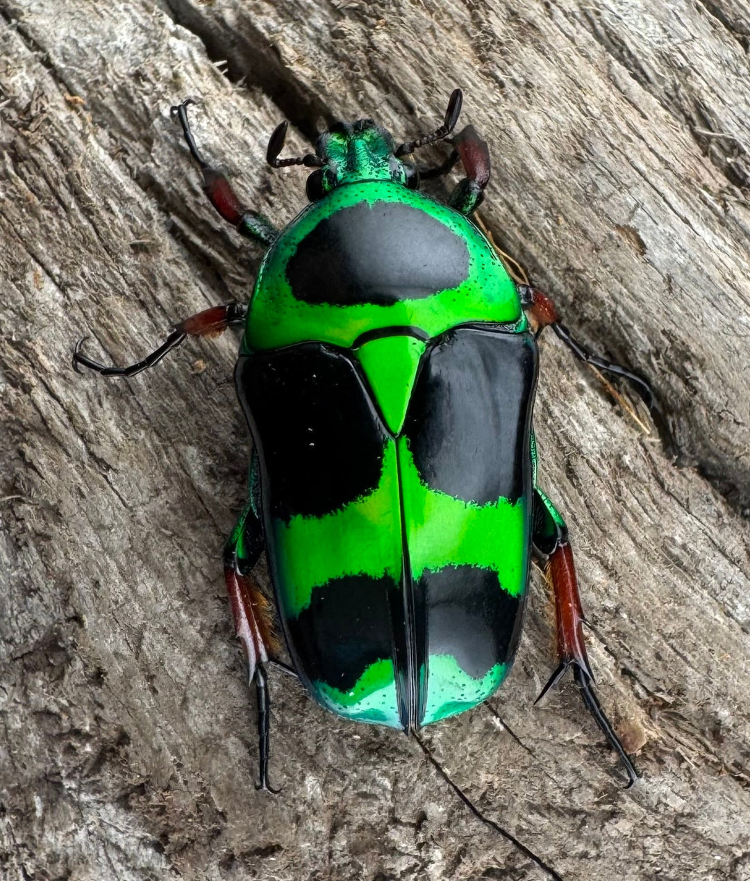 【WD】《マックレーツヤカナブン ペア》