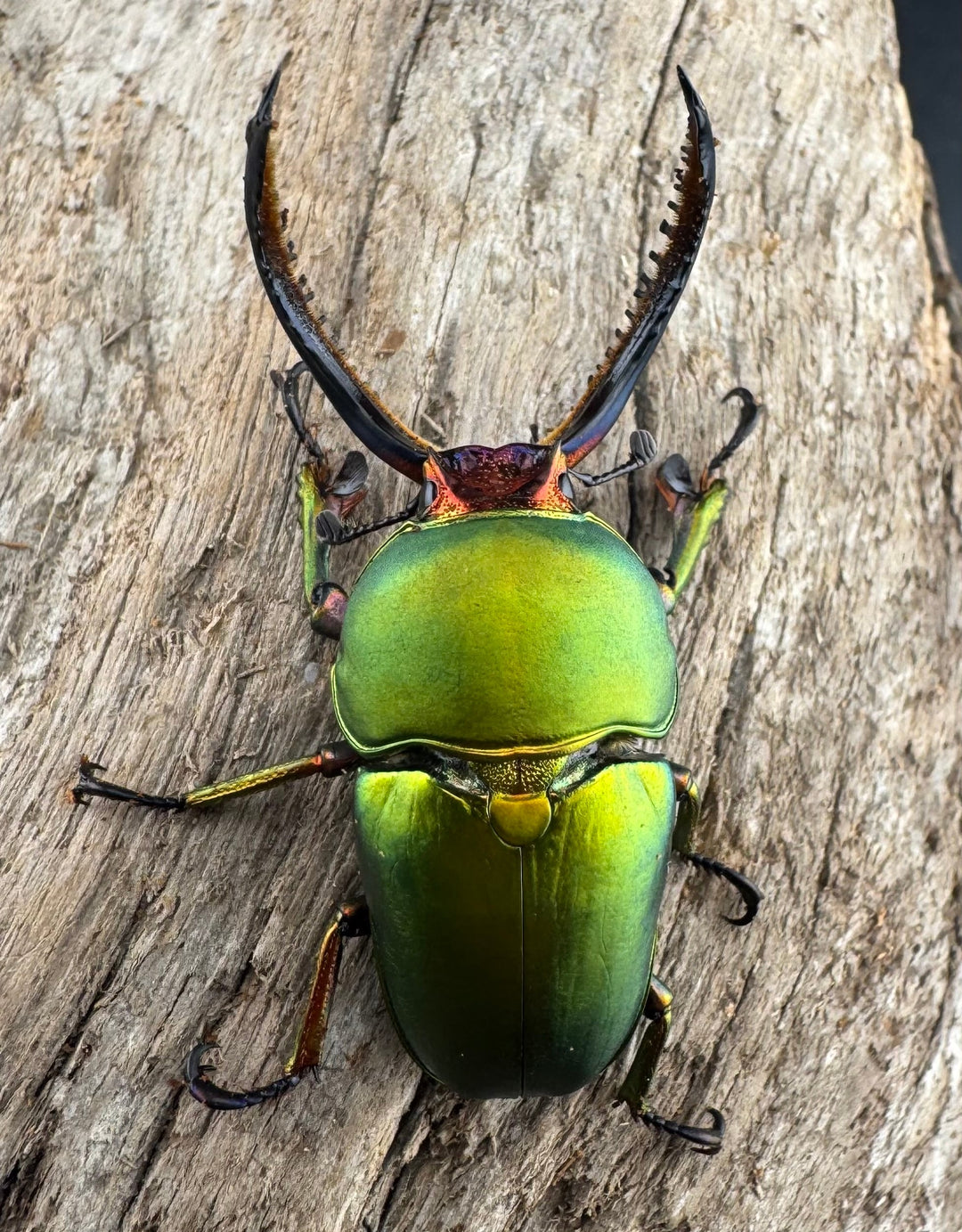 【WD】大型《パプアキンイロクワガタ アルファック産 45mm ペア》