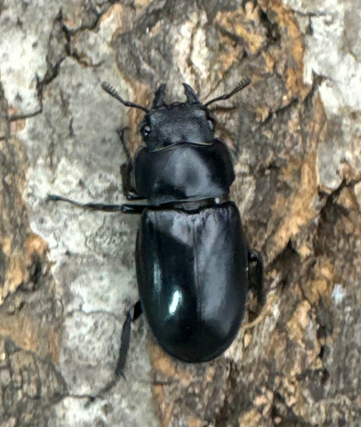 【WD】《マンディブラリスフタマタ 103mm ペア》