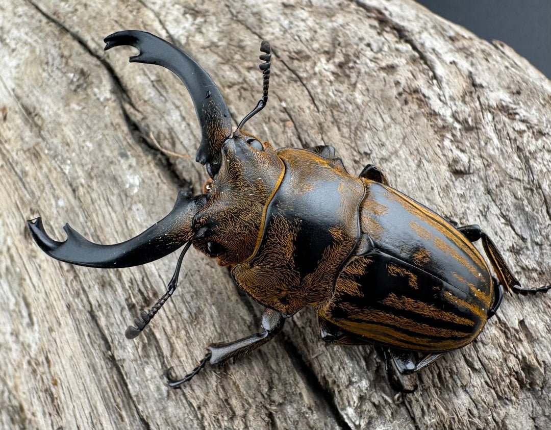 【WD】《ストリアータツヤクワガタ 43.5mm ペア》