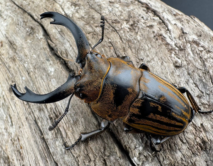 【WD】《ストリアータツヤクワガタ 43.5mm ペア》