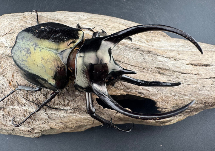 【WD】《ミンダナオアトラスオオカブト マラグサン産 99mm ペア》