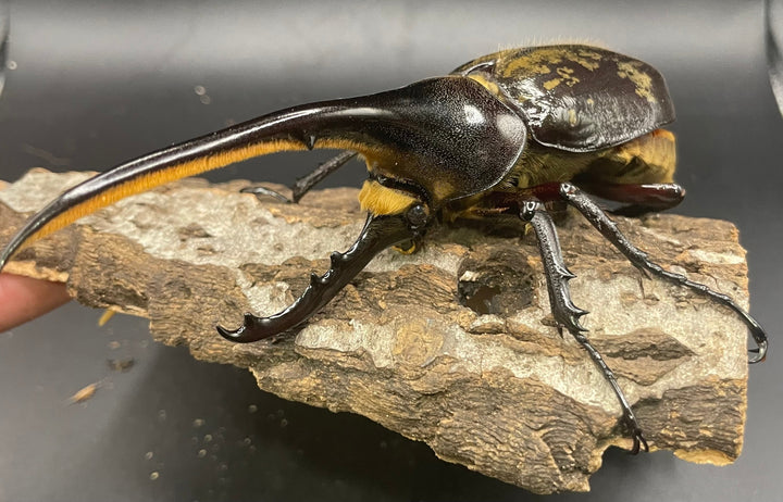 《ヘラクレス・ヘラクレス 126mm ペア》