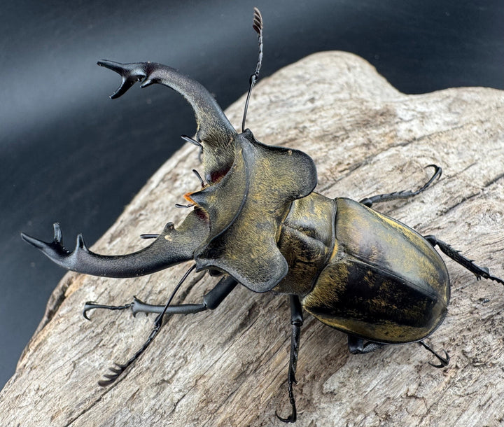 【WD】《セリケウスミヤマ ssp. 64mm ペア》