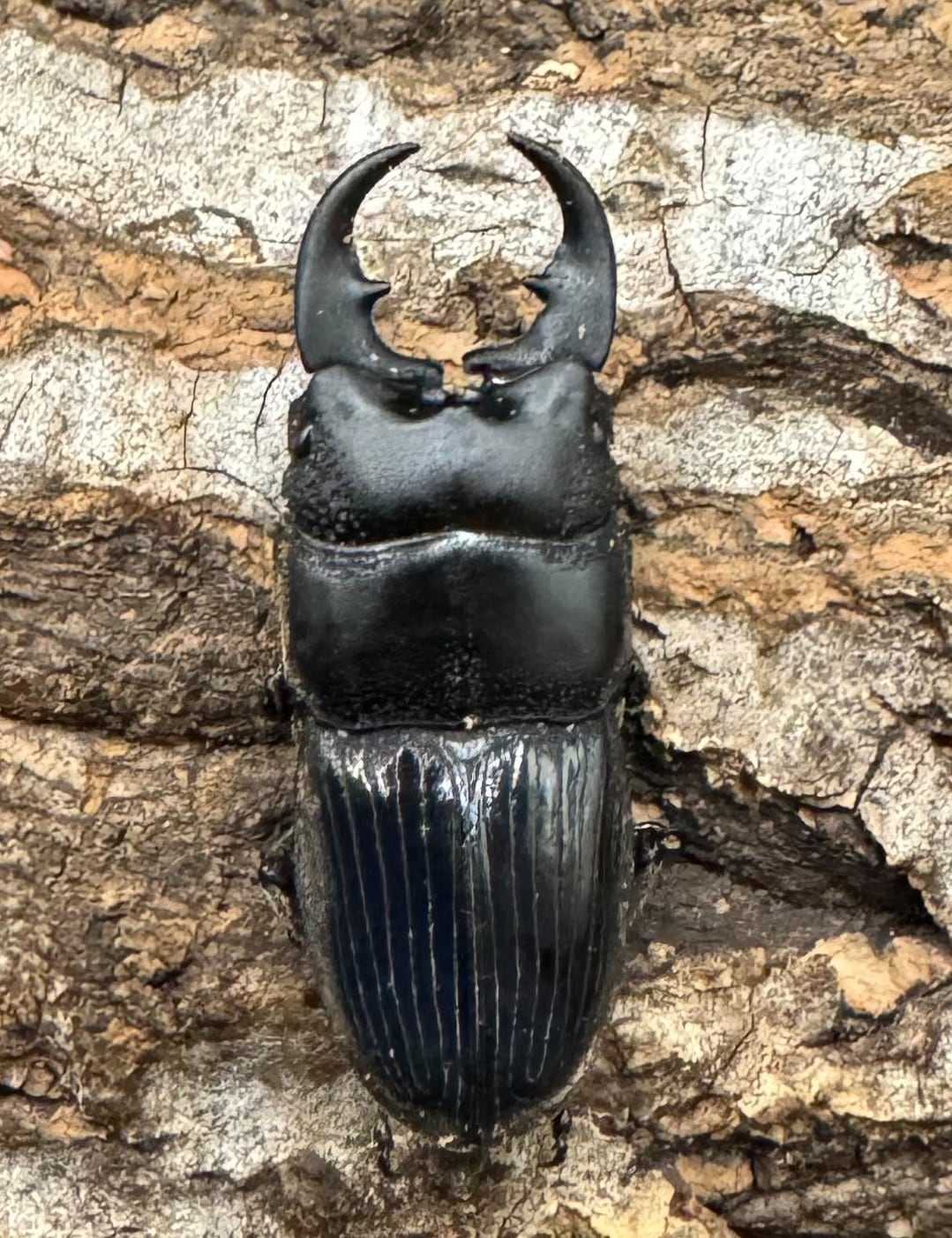 【WD】《フィリピンネブト Free ペア》