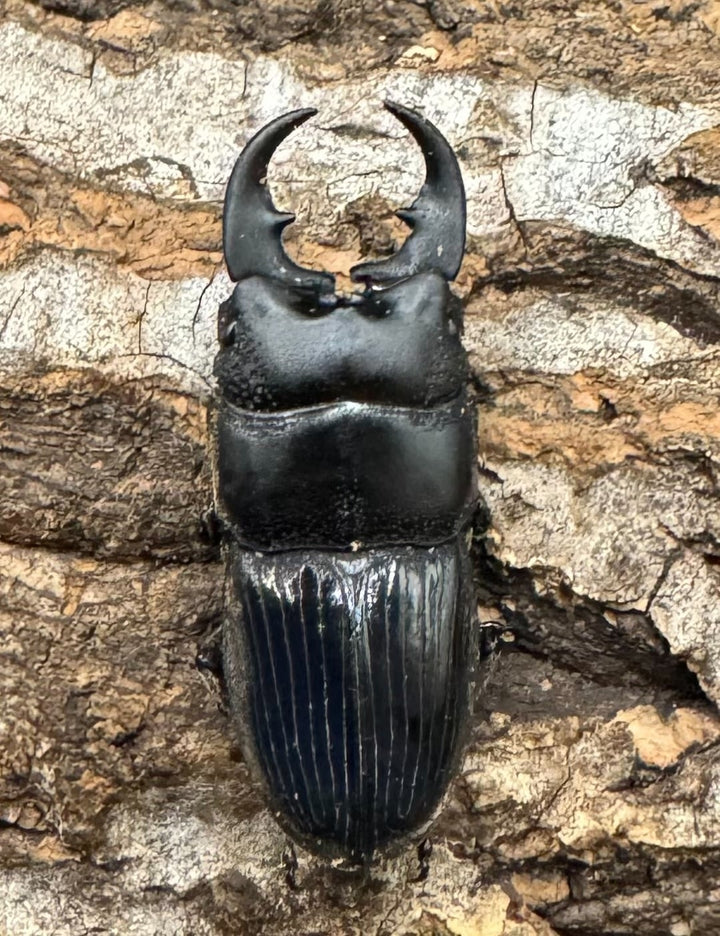 【WD】《フィリピンネブト Free ペア》