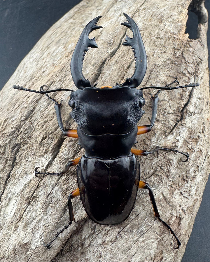 【WD】《インペリアリスツヤ亜種komorii リサル産 67mm ペア》