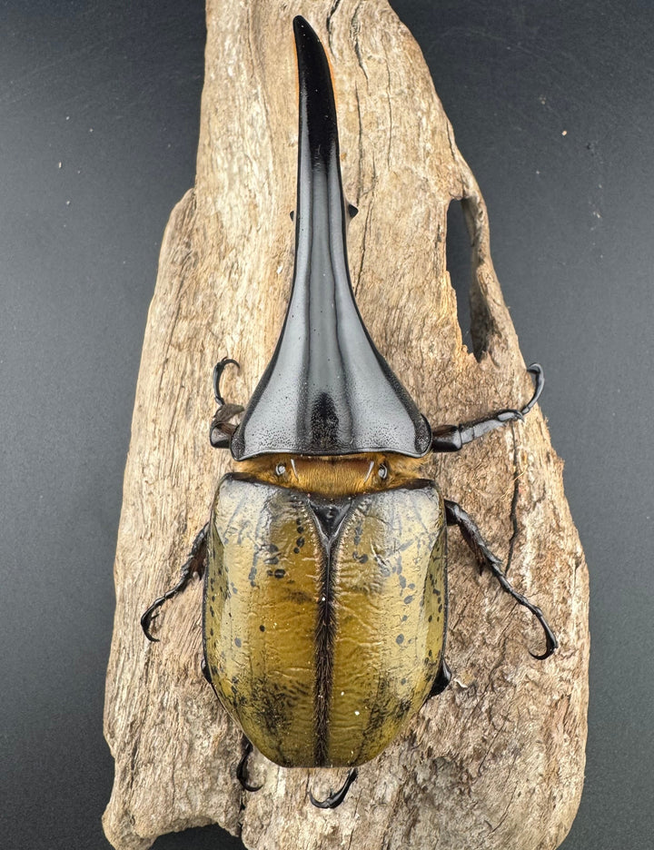 《ヘラクレス・ヘラクレス 137mm ペア》