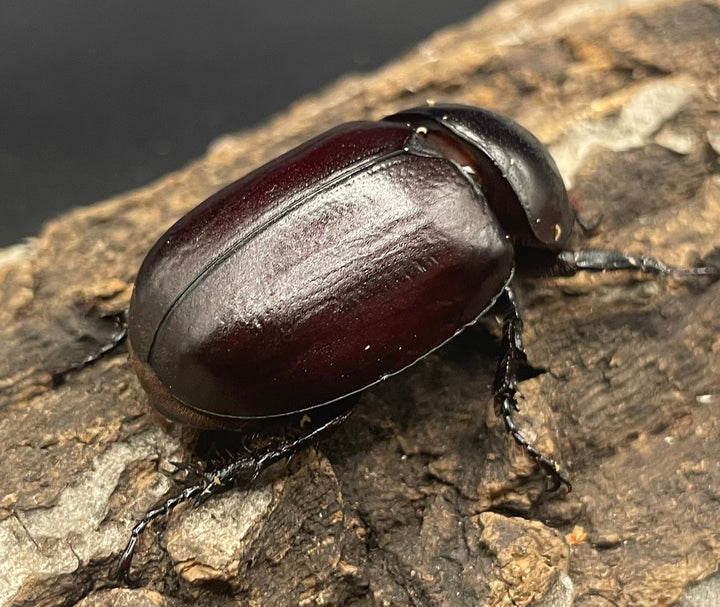 【WD】《ビルマニクス ゴホンツノ ペア》