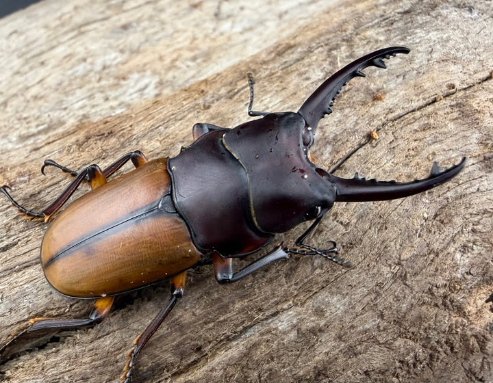 【WD】《ブルイジンノコギリ ペレン島産 41mm ペア》