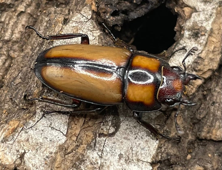 【WD】《スツラリスノコギリクワガタ 32.5mm ♂♀♀トリオ》