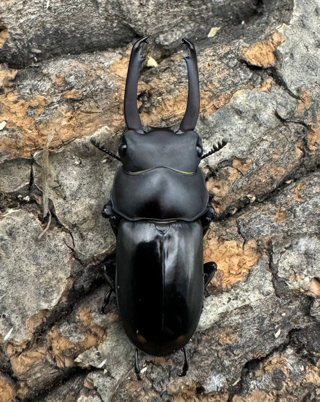 【WF1】《ビシグナートゥスコクワ APDV産 38mm ペア》Moro氏ブリード個体