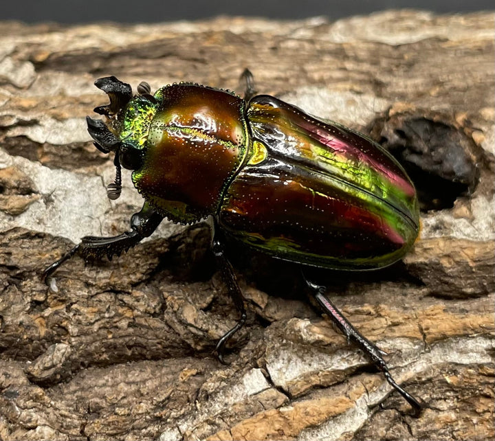 《ニジイロクワガタ 39mm ペア》