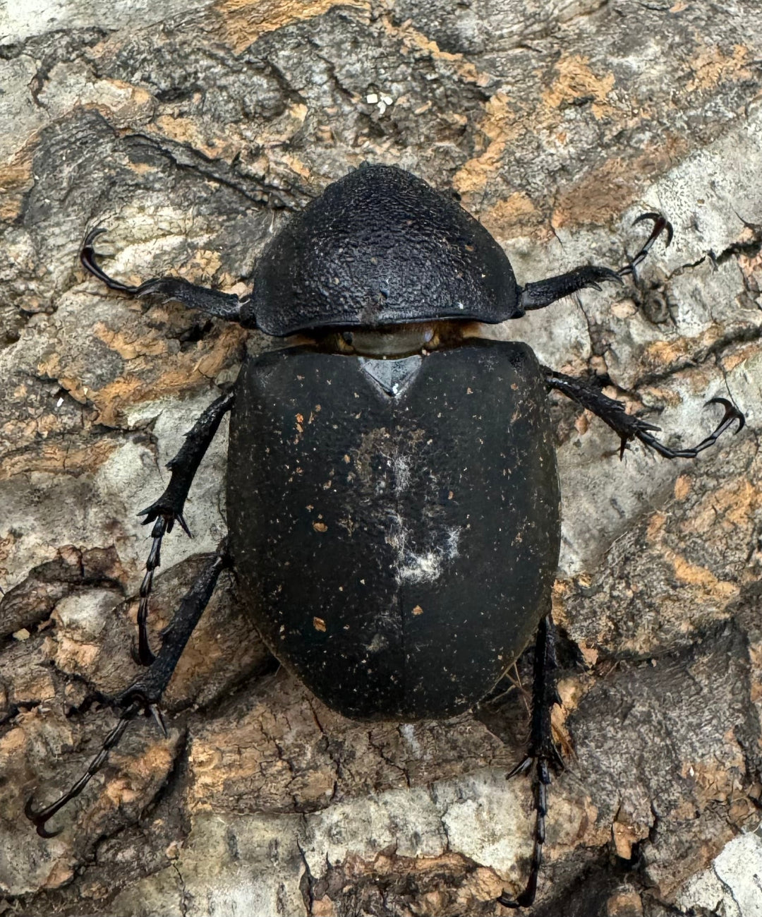 【WD】《ミンダナオアトラスオオカブト 94.5mm ペア》