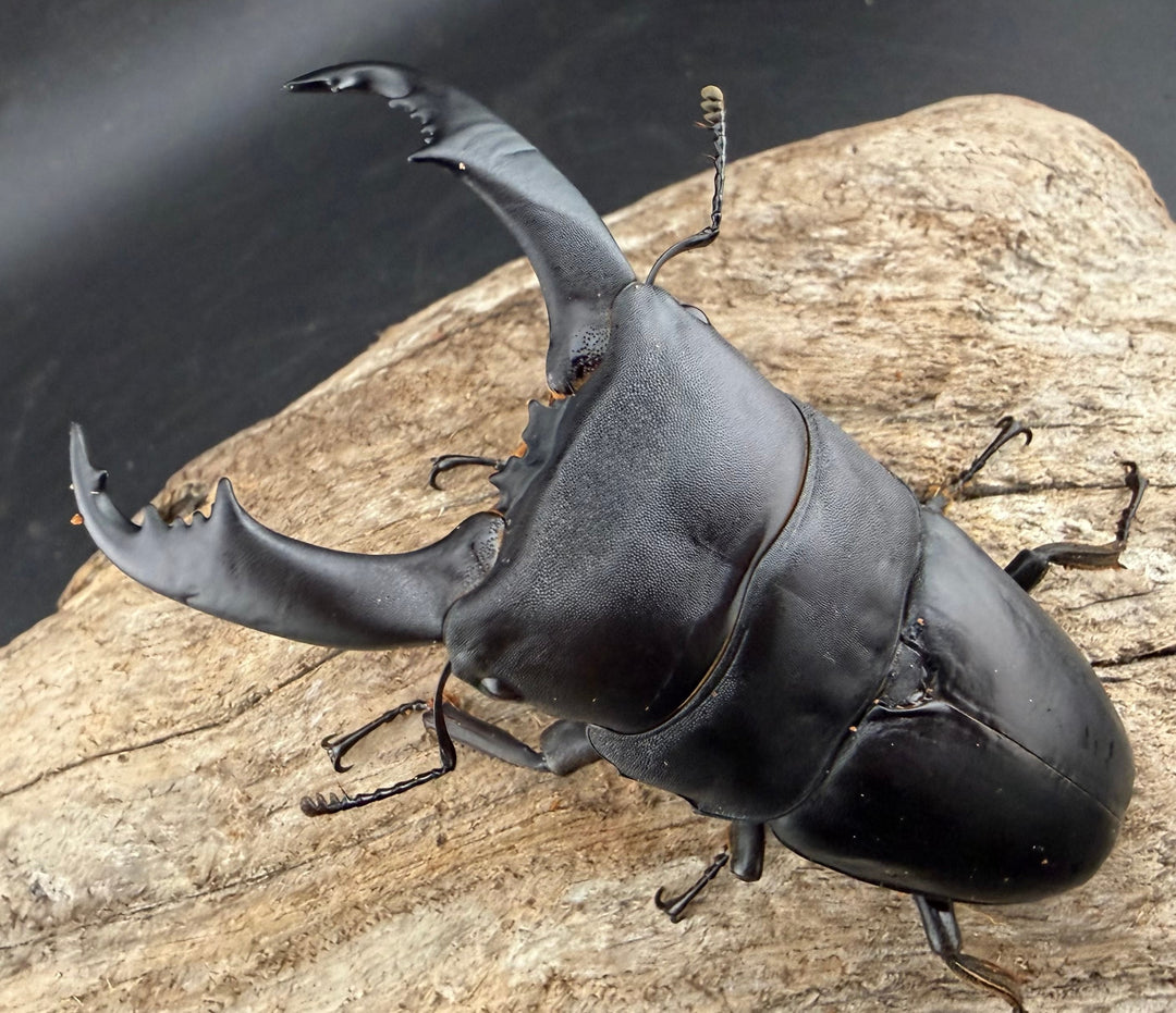 【WF2】《カヤパヒラタクワガタ 84mm ペア》