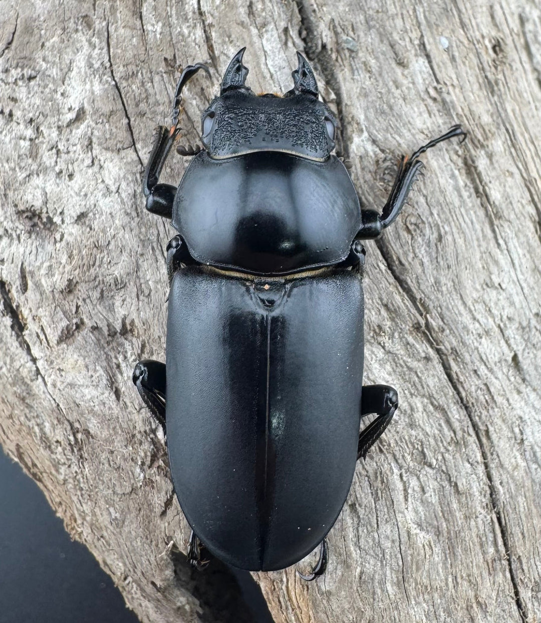 【WD】《ブラナウンコクワ 福貢県産 51mm ペア》