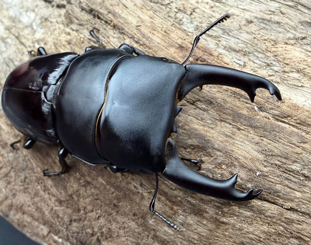 【WD】《ダエダリオンヒラタクワガタ 四川省産 62mm ペア》