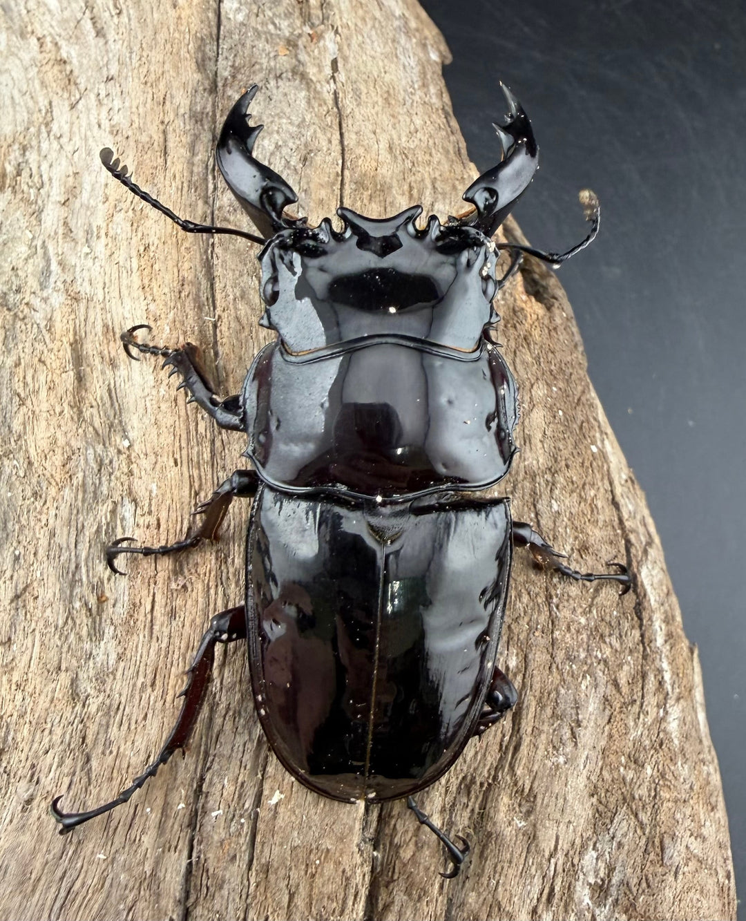 《赤レギウスオオツヤクワガタ 65.5mm ♂単》
