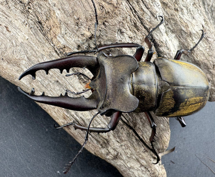 【WD】大型《ファンジンシャンミヤマクワガタ 63mm ペア》