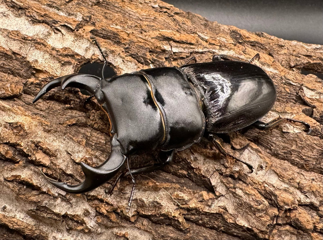 【WD】《ジャワパリーオオクワ 70mm ペア》