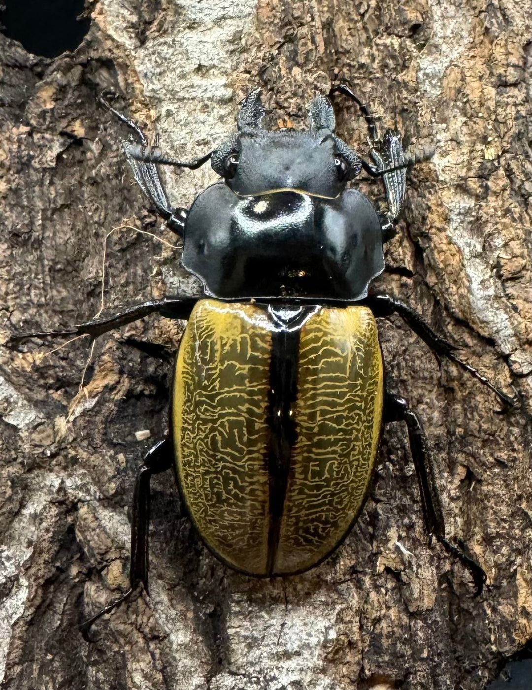 【WD】《スペクタビリスツヤクワガタ 76.5mm ペア》