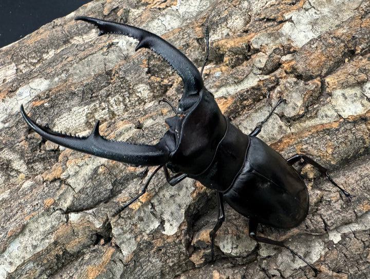 【WD】《マンディブラリスフタマタ 94mm ペア》