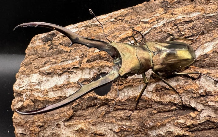 【WD】《メタリフェルホソアカ 81.5mm ペア》