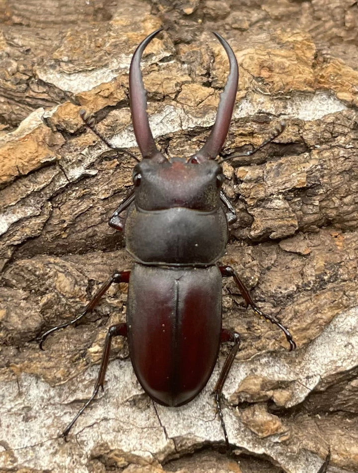 【WD】《グラキリスノコギリヒラタクワガタ 34.5mm ペア》