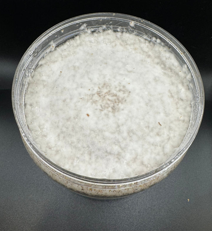 大夢Kカワラ　1400cc