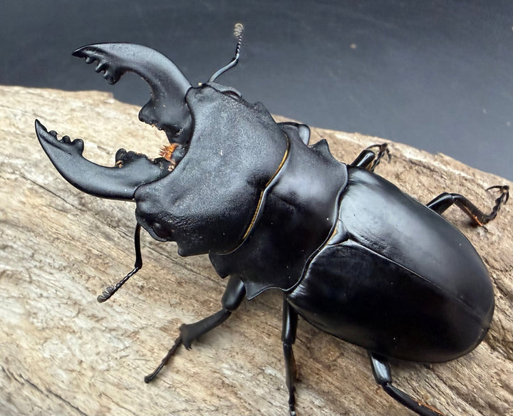 【WD】《ミンダナオアルケスツヤ 81mm A'品ペア》