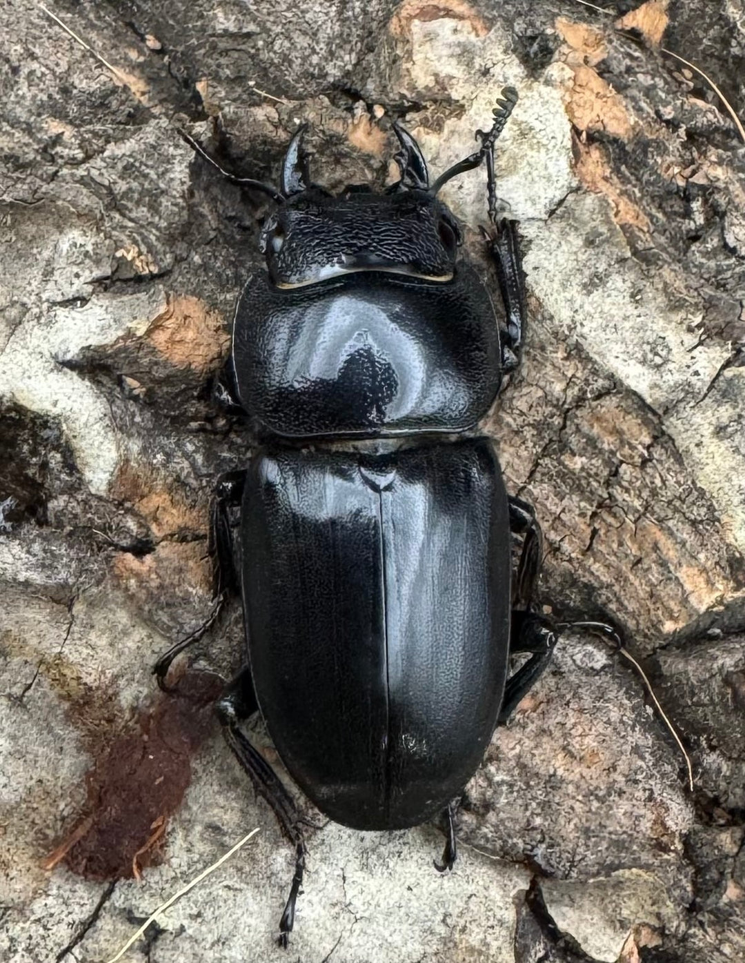 【WD】《南カマリネスヒラタ 85mm ペア》