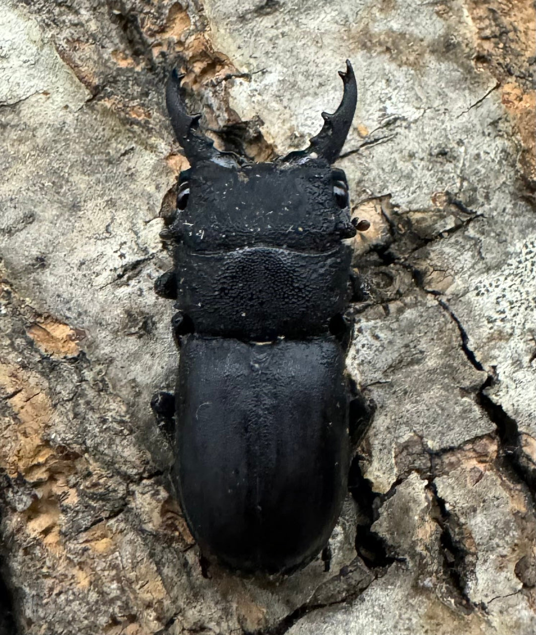 《オパクスソリアシサビクワ 27mm ペア》わたくわ氏ブリード個体