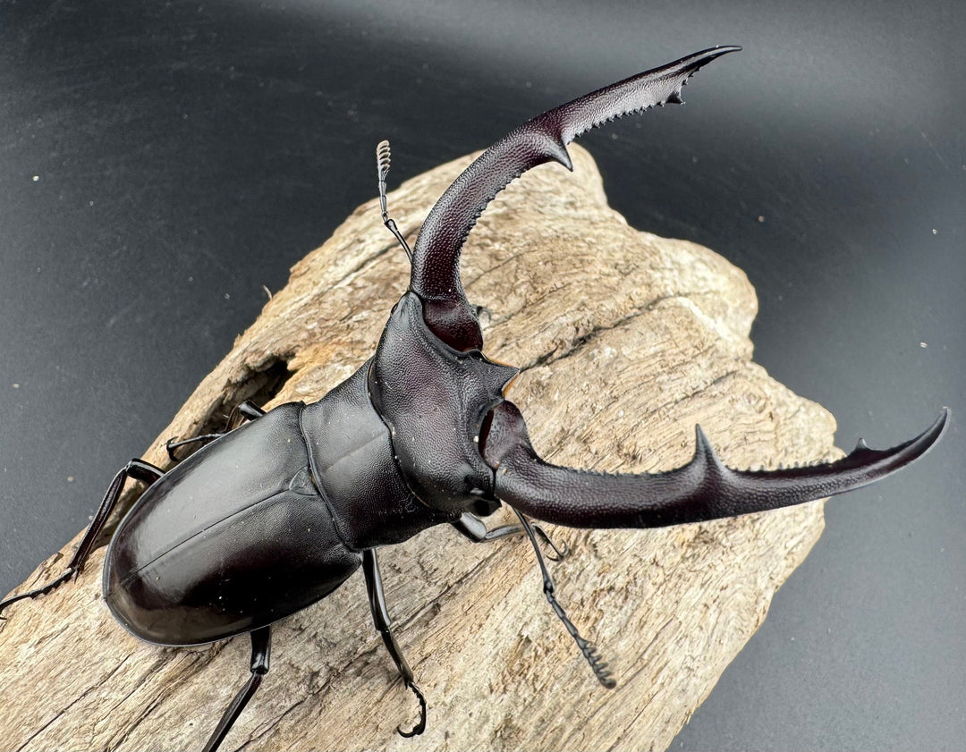 【WD】《マンディブラリスフタマタ 89.5mm ペア》