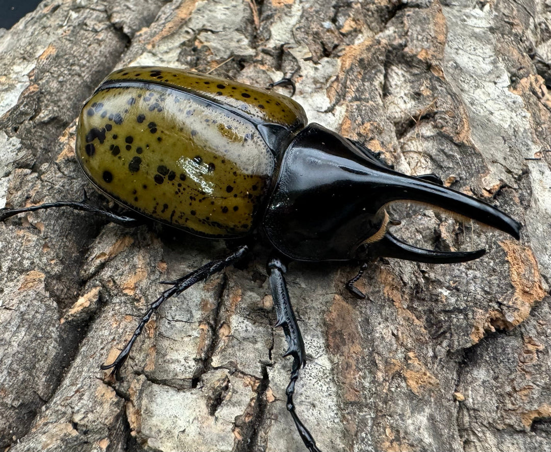 【WF2】《モロンオオカブト 72mm ペア》